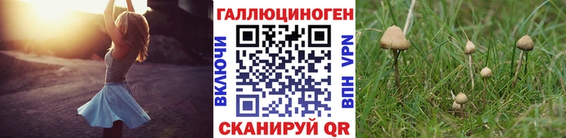 Псилоцибиновые грибы Psilocybine cubensis  Чистополь 